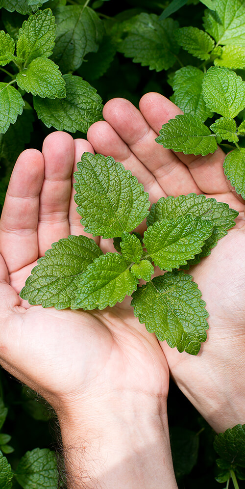Brots aromàtics ecològics
