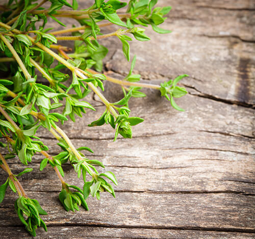 Brots aromàtics ecològics