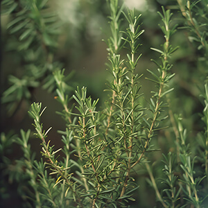Brots aromàtics ecològics