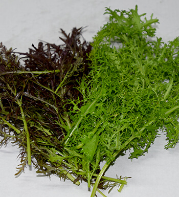 Herbula, productes de l'horta