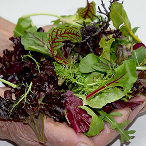 Alimentació Saludable i Natural