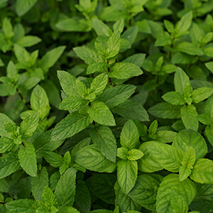 Aromàtiques amb Sabor Natural
