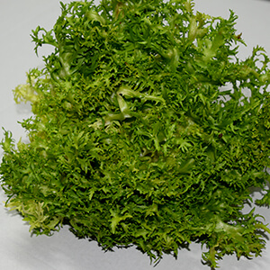 Escarola