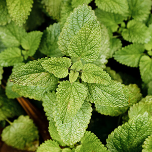 Menta