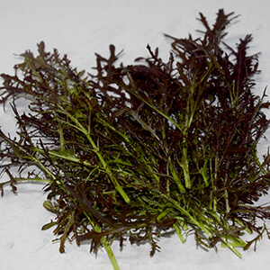 Mostassa arrissada vermella i verda