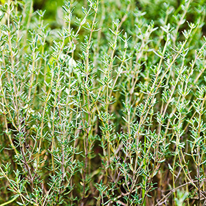 Farigola